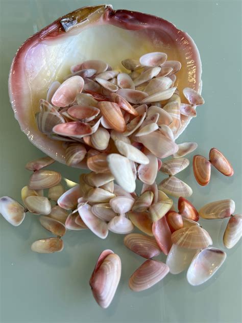 Pink & Yellow Coquina Shells donax Variabilis Small - Etsy