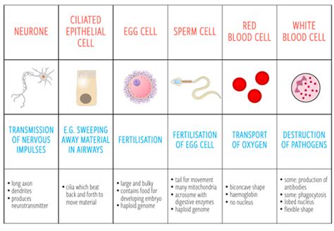 Specialised cells - Card sort (KS3/4) | Teaching Resources