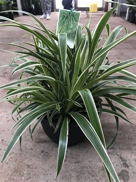 Chlorophytum Ocean (Spider Plant) - Westlake Nursery