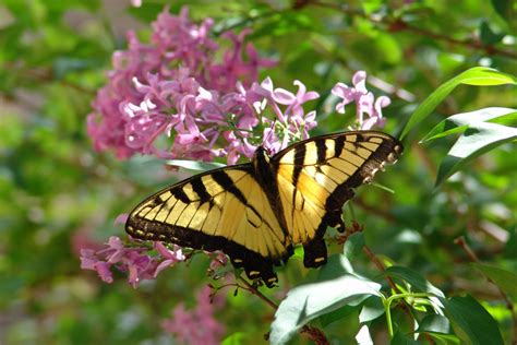 Host Plants for Swallowtails