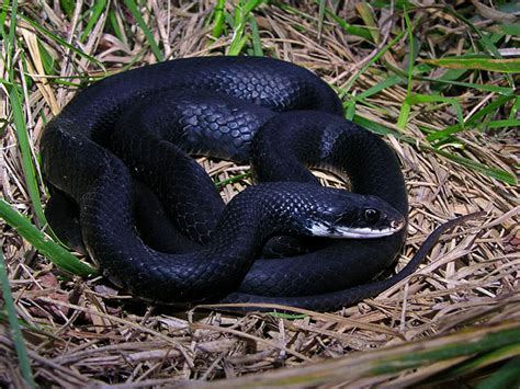 Southern Black Racer Facts and Pictures | Reptile Fact