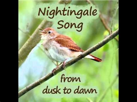 nightingale song part two - YouTube
