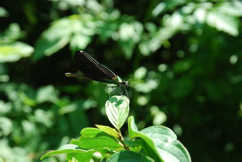 Dragonfly,green,insect,close,details - free image from needpix.com