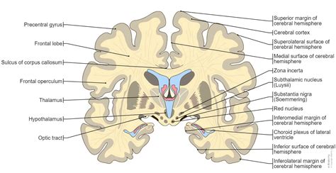 Brain Stem Anatomy Cross Section