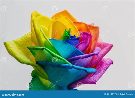 Macro of Rainbow Rose Flower and Multi Colors Petals. Isolated O Stock ...