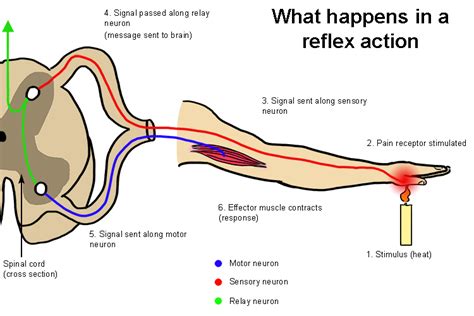 The reflex action is very fast but does not use the brain