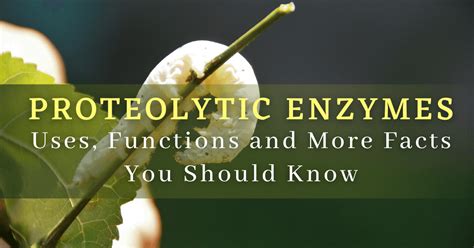 Proteolytic enzymes can come from a variety of food sources. In recent ...