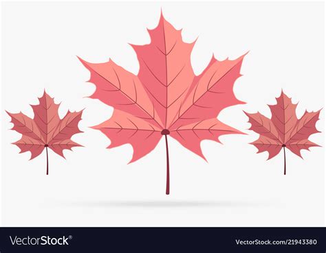 Autumn pink maple leaf fall isolated on white Vector Image