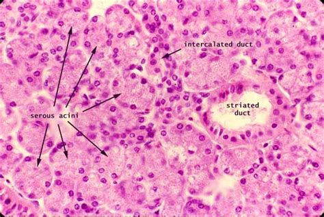 Histology at SIU