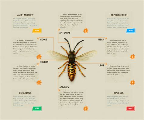 Andrei Marius - Wasp Anatomy Diagram