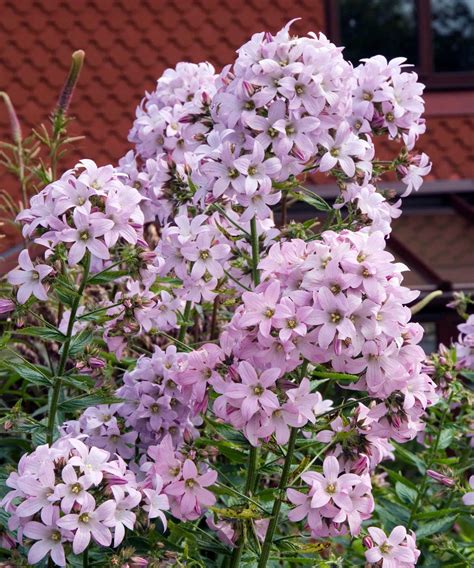 Campanula varieties: 15 top choices | Gardeningetc