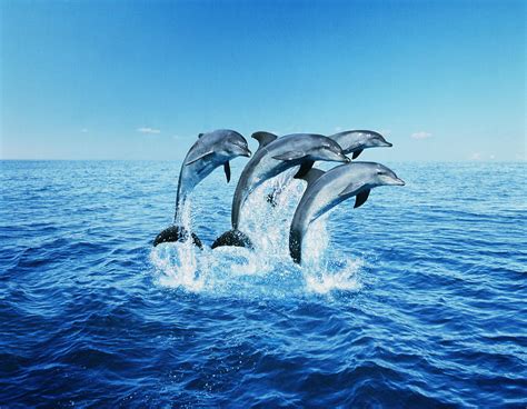 Bottle-nose Dolphins (tursiops Truncatus) Breaching Photograph by Steve Bloom