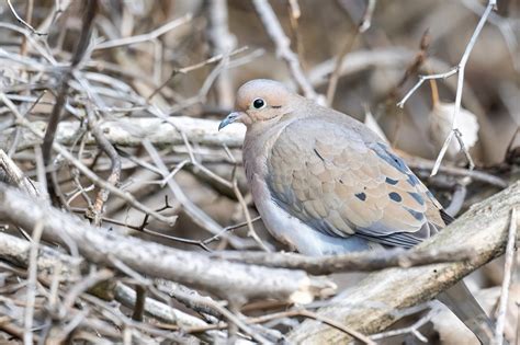 Spring Into Doves - Birding, PI