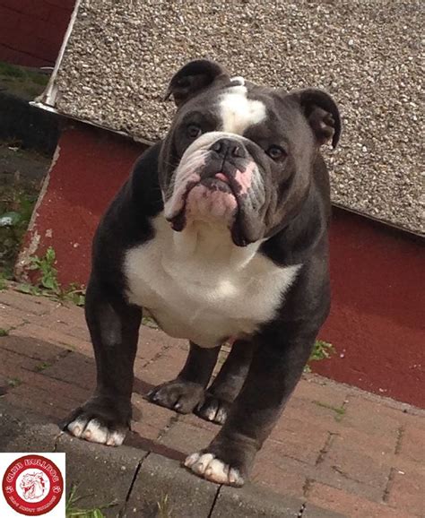 Super Cute Black English Bulldog | Black english bulldog, Bulldog ...