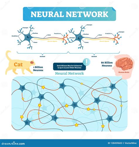 Neural Network Vector Illustration. Neuron Structure and Net Diagram ...