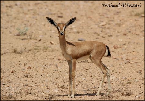 Photograph Arabian Gazelle by Waheed Al Fazari on 500px