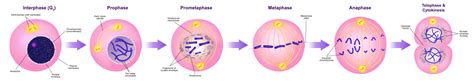 Phases Mitosis Diagrams Stages