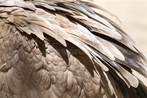 Eagle Feathers As a Background Stock Photo - Image of pattern, smooth ...