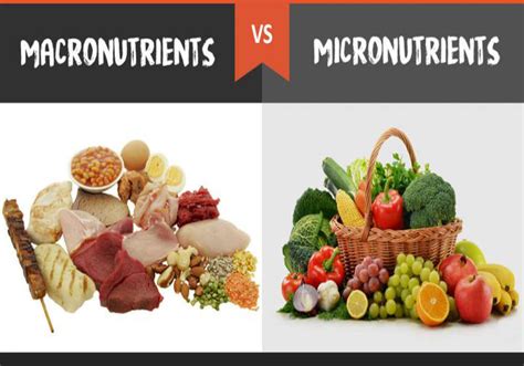 What Are Macronutrients & Micronutrients? (And Why You Should Care) - A ...