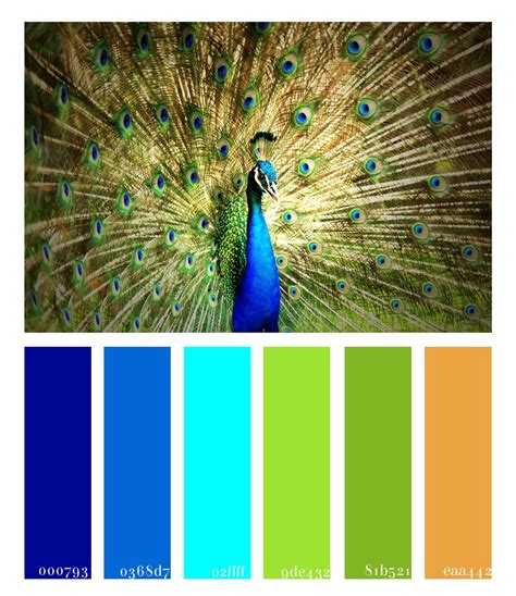 Glorious Peacock Color Palette | Peacock color dress, Color palette ...