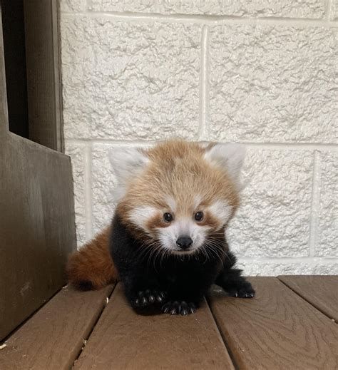 Help name the baby red panda at Buttonwood Park Zoo | ABC6