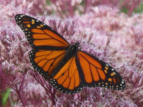Monarch Butterfly Wings