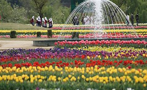 The Five Best Tulip Gardens In India