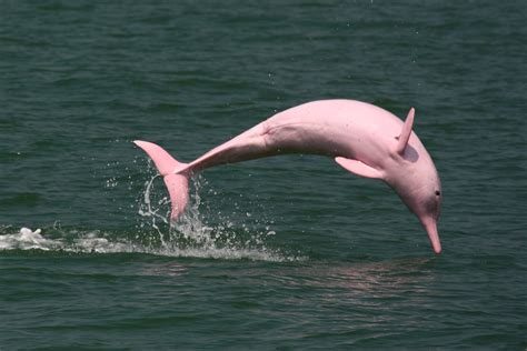 PINK DOLPHINS IN HONG KONG - My Thatched Hut