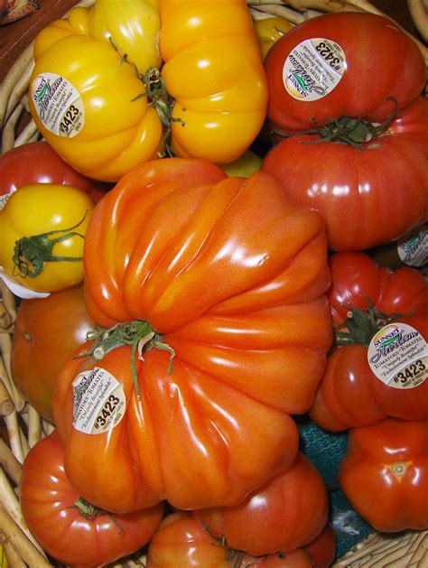Ugly Tomatoes | Ugly (but tasty) "heirloom" tomatoes at the … | Flickr