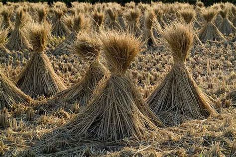 Straw mulch vs hay mulch which is better – Artofit