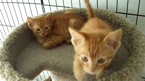 Two Feral Orange Tabby Kittens - YouTube