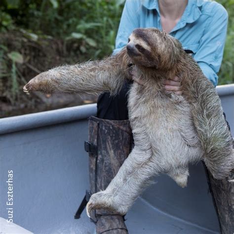 4. Sloth Biology - The Sloth Conservation Foundation