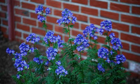 Jacob's Ladder Plant Care: Growing Polemonium Caeruleum | Epic Gardening