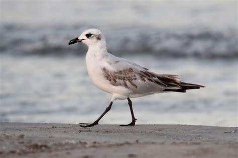 Larus melanocephalus - 28466 - Biodiversidad Virtual / Aves