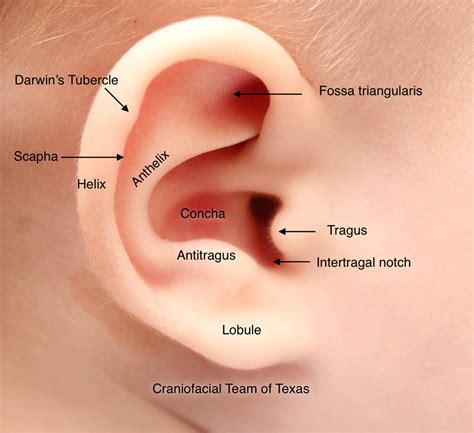 ear-anatomy-baby - Dell Children's Craniofacial Team of Texas