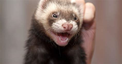 Ferret Teeth: Everything You Need to Know - A-Z Animals