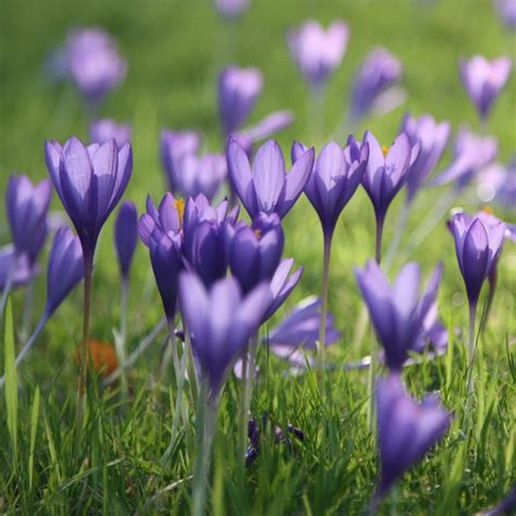 Buy autumn crocus bulbs Crocus speciosus Conqueror: £1.99 Delivery by Crocus