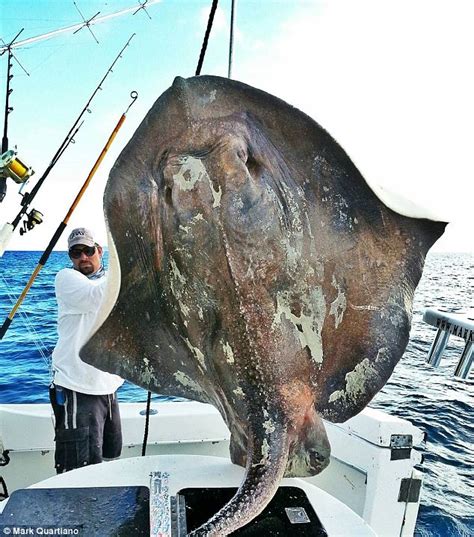 A mysterious GIANT 14-foot deep-sea skate fish is caught off Florida coast | Daily Mail Online