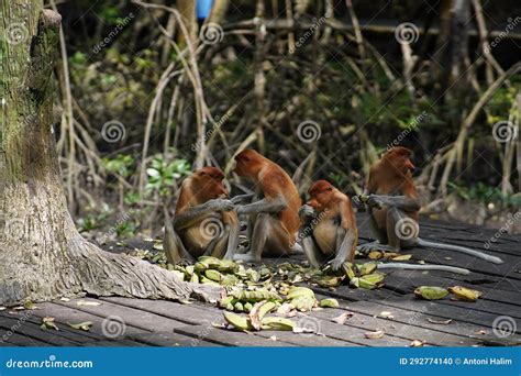 Proboscis monkey stock photo. Image of exotic, mammal - 292774140