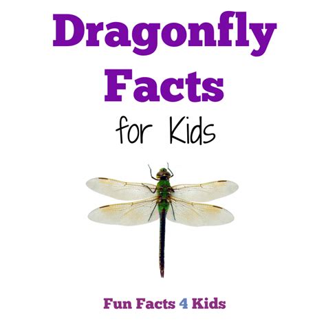 Facts for Kids about Dragonflies – Fun Facts 4 Kids