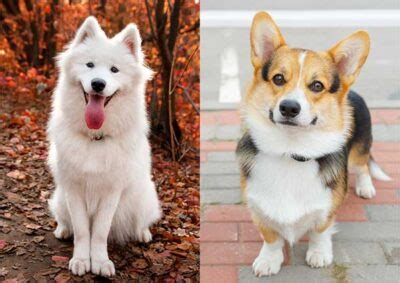 Samoyed corgi mix: major features you need to know.