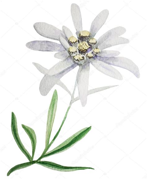 Edelweiss flower watercolor — Stock Photo © everilda.mary.gmail.com ...