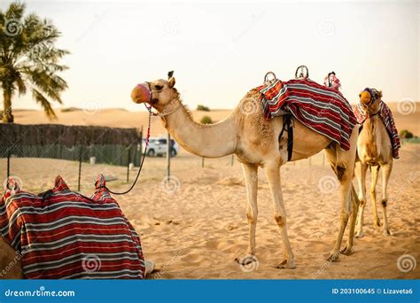 Camel Caravan in the Desert Stock Image - Image of egypt, algeria: 203100645