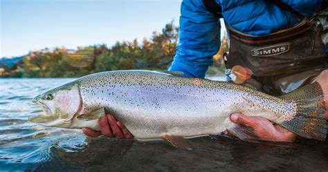 Fishing Photos Patagonia - Patagonia Fly Fisherman