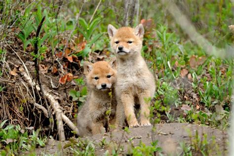 Coyote Pups: Whelps and Pup Season | Assorted Animals