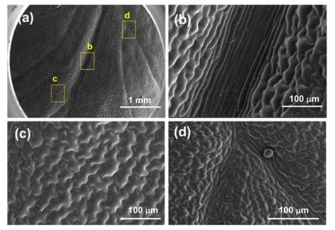 Biomimetics | Special Issue : Bioinspired Microfluidics