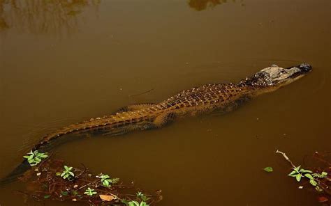 Alligators Are Now the Largest Species Known to Regrow Severed Limbs | Species, Alligator, Limb