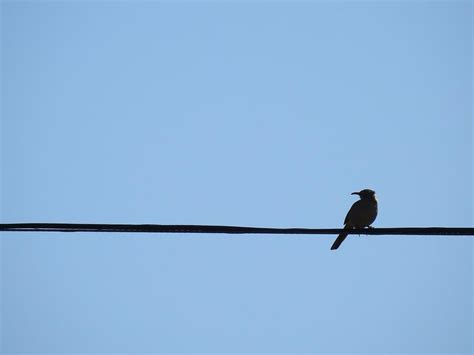 Bird on a wire Photograph by Amber Bean - Fine Art America