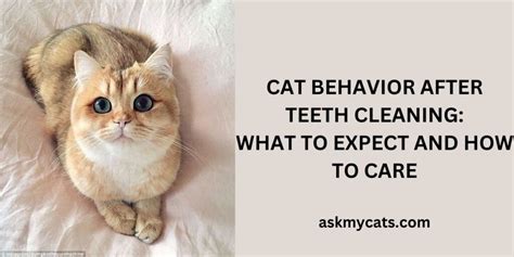 Cat Behavior After Teeth Cleaning: What to Expect and How to Care