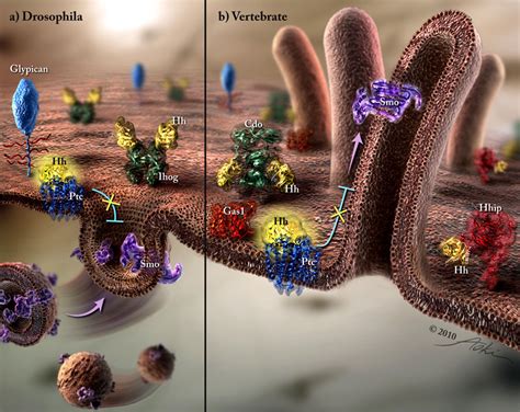 Molecular Illustration – Art as Applied to Medicine